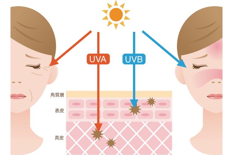 UVAとUVBの説明図
